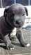 Puppy van Yorkshire Terrier - 3 - Thumbnail