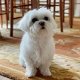 Kc Maltese puppy's - 1 - Thumbnail