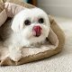 Kennel Club Geregistreerd Maltese jongen - 1 - Thumbnail