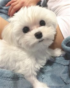 Maltese puppy's klaar