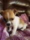 Mooie Chihuahua-puppy's - 1 - Thumbnail