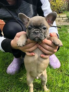 Franse Bulldog pups