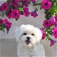 Rasechte Maltese puppy's - 1 - Thumbnail