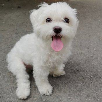 Maltese puppy's Op zoek naar rehome - 1