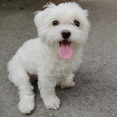 Maltese puppy's Op zoek naar rehome