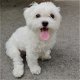 Aanbiddelijke Maltese Puppy - 1 - Thumbnail