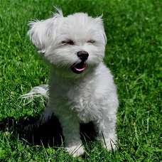 Stamboom Maltese pups