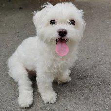 Schitterende Kc Reg Maltese