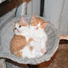 Britse korthaar kittens voor rehome