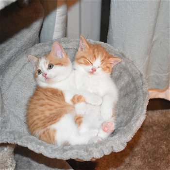 Stamboom Britse kittens klaar voor adoptie - 1
