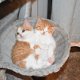 Kittens met kort kort haar klaar voor adoptie - 1 - Thumbnail