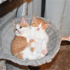 Kittens met kort kort haar klaar voor adoptie