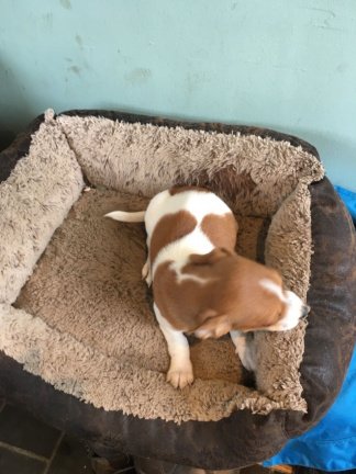 Jack Russell Terrier voor de markt - nr. 1