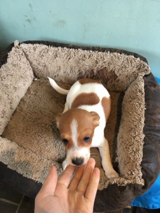 Jack Russell Terrier voor de markt - Afbeelding 2