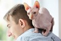 Uitstekende Sphynx kittens voor adoptie...... - 1 - Thumbnail