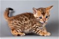 Bengaalse kittens voor adoptie - 1 - Thumbnail