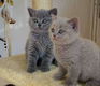 Uitstekende Britse korthaar kittens voor adoptie. - 1 - Thumbnail