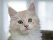 Maine Coon kittens voor adoptie. - 1 - Thumbnail