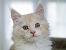 Maine Coon kittens voor adoptie.