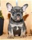 Gezonde Franse Bulldog nu beschikbaar....... - 1 - Thumbnail