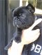 Gezonde Franse Bulldog nu beschikbaar....... - 2 - Thumbnail