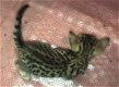 Aanhankelijke Bengaalse Britse korthaar kittens!!!!.....,....................... - 2 - Thumbnail