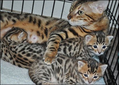 Aanhankelijke Bengaalse Britse korthaar kittens!!!!.....,..,,.....,,.... - 1