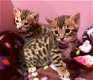Bengaalse kittens beschikbaar,.................... - 2 - Thumbnail