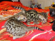 Zilveren Bengaalse kittens beschikbaar