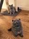 Verbazingwekkende Britse korthaar kittens, - 1 - Thumbnail