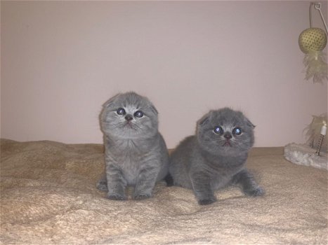 Mooie Schotse vouwen blauwe kittens, - 1