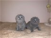 Mooie Schotse vouwen blauwe kittens, - 1 - Thumbnail