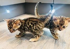 familie vriend Bengalen kittens klaar...................... - 1