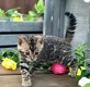 mooie Bengaalse kittens - 1 - Thumbnail