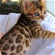 Bengaalse kittens beschikbaar. - 1 - Thumbnail