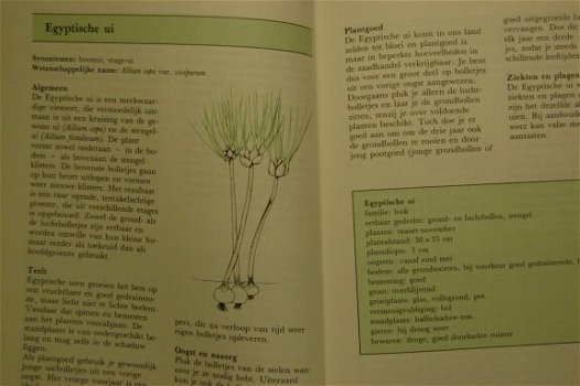 Bijzondere groenten in uw moestuin - 2