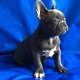 Franse Bulldog Puppies voor adoptie - 1 - Thumbnail