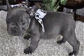 Mooie blauwe en witte Bonte Franse Bulldog-jongen - 1 - Thumbnail