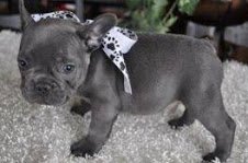 Mooie blauwe en witte Bonte Franse Bulldog-jongen