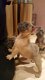 Franse Bulldog Puppies voor adoptie - 1 - Thumbnail