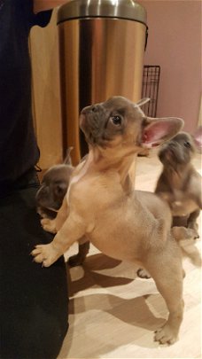 Franse Bulldog Puppies voor adoptie