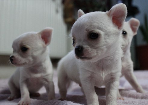 Leuke Chihuahua-puppy - 1