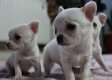 Leuke Chihuahua-puppy - 1 - Thumbnail