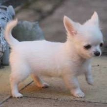 Mooie Chihuahua-puppy's - 1