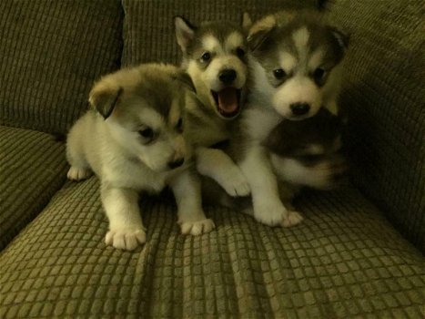 Klassieke Siberische Huskies-puppy's - 1