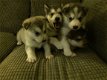 Klassieke Siberische Huskies-puppy's - 1 - Thumbnail