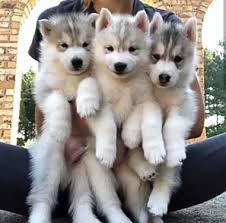 Twee Siberische Husky Puppies voor re-homing - 1