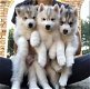 Twee Siberische Husky Puppies voor re-homing - 1 - Thumbnail