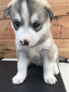 Geregistreerde Siberische Husky Puppies voor adoptie