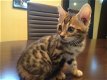 Gratis katten en kittens - 1 - Thumbnail